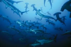 Scuba Diving With Hammerhead Sharks Malpelo Shark Diving Hammerhead Shark Diving