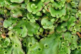 Last updated october 08, 2020. Gmp Factory Supply Marchantia Polymorpha Extract Powder Buy Marchantia Polymorpha Extract Powder Product On Alibaba Com