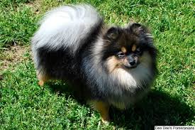 How much do pomeranian puppies usually cost around? Pomeranian Puppies For Sale From Reputable Dog Breeders