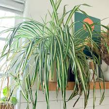 Image result for Chlorophytum comosum