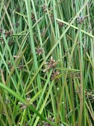 Image result for Schoenoplectiella mucronata