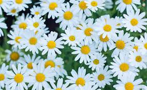 A few traditional ways of celebrating the event include presenting colourful flowers, beautiful teachers' day cards or gifts to the teacher as tokens. Beautiful Flowers To Give On Teacher S Day Best Flowers For Teachers Floweraura