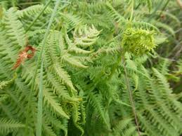 Image result for Thelypteridaceae