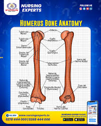 Image result for Humerus Bone