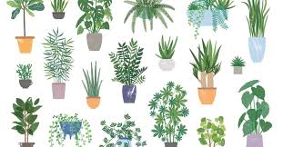 5 Plants That Thrive In Low Light Indoor Plants Low Light House Plants Big Indoor Plants