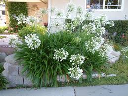 Image result for Agapanthus praecox