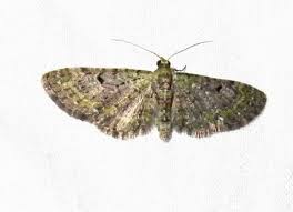 Image result for Eupithecia lanceata