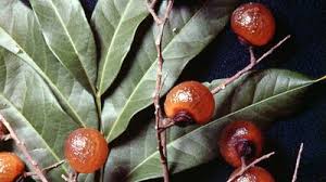 Image result for Sapindaceae