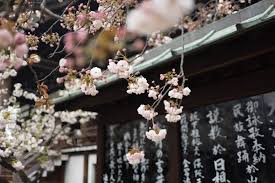 The Best Sites To Learn Japanese Online Cherry Blossom Festival Cherry Blossom Japan Japanese Cherry Blossom