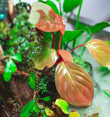 Image result for Isonema