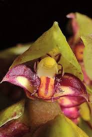 Image result for Bulbophyllum intertextum
