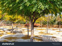 Image result for Melia azedarach