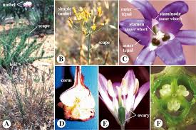 Image result for Acrotome inflata