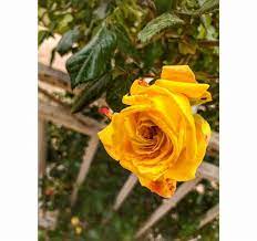 ثم إنني م غرمة بالهدوء واللون الأصفر وصديقة جيدة لآواخر الليل وبدايات الصباح المبهجـة flowers rose plants