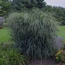Image result for Panicum chionachne