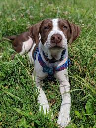Maybe you would like to learn more about one of these? Rowley Animal Hospital Rowley Ma Home