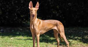 We did not find results for: Rhodesian Ridgeback Dog Breed Profile Petfinder