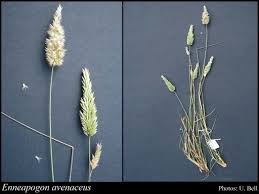 Image result for Enneapogon cenchroides