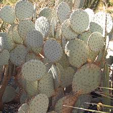 The aztecs would cultivate prickly pear cactus infected with. Santa Rita Tubac Prickly Pear Cactus Opuntia Violacea Var Santa Rita In Houston Texas Tx At Buchanan S Native Plants