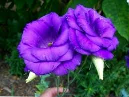 Etsy utilizza i cookie e altre tecnologie simili per offrirti una migliore esperienza, abilitando cose come 818 un simpatico bouquet di lisianthus, rose rosse ed altri fiori di stagione colorati, abbinato alla marionetta asinello di trudi. Fiori Crescenti Di Lisianthus Informazioni Su Lisianthus Care It Haenselblatt Com