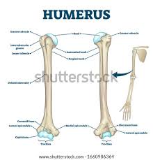 The humerus is the bone of the upper arm. Shutterstock Puzzlepix