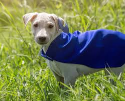 Bevor du mit dem nähen des hundemantel beginnen kannst, musst du erstmals die maße deines hundes ausfindig machen. Hundemantel Test Empfehlungen 04 21 Petmeister