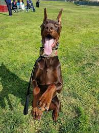 Gym Class How To Exercise Your Dog Dog Care Tips At Justhappydog Com Doberman Pinscher Doberman Doberman Love