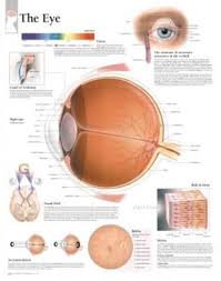 The Eye Educational Chart Poster Poster In 2019 Eye Chart