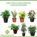 Healthmania - 🍃 Best Air Purifying Plants from NASA Clean Air ...