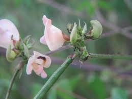 Image result for Dolichos angustifolius