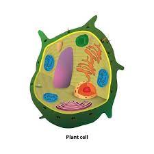 Aug 14, 2020 · like a prokaryotic cell, a eukaryotic cell has a plasma membrane, cytoplasm, and ribosomes. 10 Examples Of Eukaryotic Cells With Pictures And Their Functions
