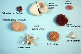 Due to the lack of moisture in the diet, the urine becomes too concentrated struvite crystals are also referred to as triple phosphate (magnesium ammonium phosphate), and when several crystals join together to form. Oliver The Journey To Recovery From Struvite Crystals And Flutd Katzenworld