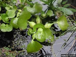 Image result for Pontederia crassipes