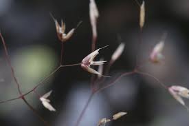 Image result for Avenella flexuosa