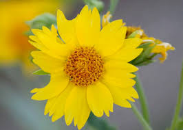 Image result for Verbesina encelioides