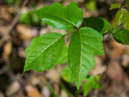 Home remedies for poison ivy, oak, or sumac. Poison Ivy Poison Ivy Rash Poison Ivy Treatment Dr Weil