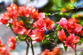 Fresh flower delivery to sri lanka at affordable prices. Red Bougainvillea Spectabilis Flower Exotic Rare Colorful Tropical Flowers Close Up Beautiful And Bright Flowers Of Sri Lanka Hikkaduwa Stock Photo Picture And Royalty Free Image Image 116786559