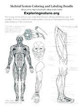 79 Inspirational Photos Of Skeletal System Coloring Pages Human Body Printables Anatomy Coloring Book Printable Worksheets