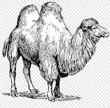 How the camel got his hump kipling's story. Dromedary Bactrian Camel Pig Fiber Camel Mammal Animals Png Pngegg