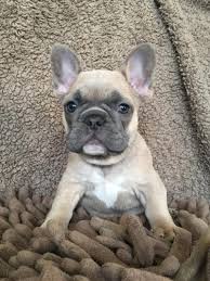 French bulldogs need proper socialization in order to be happy. French Bulldogs At Risk Of Various Health Problems Eurekalert Science News