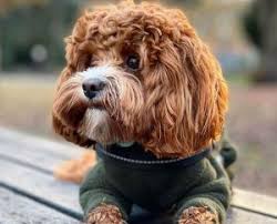 Maybe you would like to learn more about one of these? Best Cavapoo Breeders In Virginia 2021 We Love Doodles