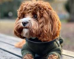 We have provided the links below to find out more about who we are and what we offer. Best Cavapoo Breeders In Virginia 2021 We Love Doodles