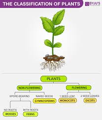 the classification of plants annuals biennials and perennials