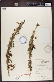 Image result for Ormocarpum trichocarpum