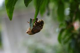 Millions of cicadas from brood x will emerge after 17 years underground in certain states. Cicada Muschel Stockfoto Bild Von Kopf Anhaften Erwachsene 158507488
