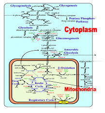 Metabolic Pathways Biochemistry Biomedical Science Science Biology