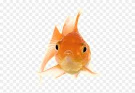 free png download gold fish front png images background transparent goldfish gif png download 480x820 1189422 pngfind free png download gold fish front png