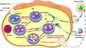Image result for Chlamydia Trachomatis