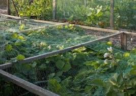 Bird Netting For Garden Near Me Protecting Strawberries From Birds Bonnie Plants Garden Netting Garden Beds Keep Birds Away