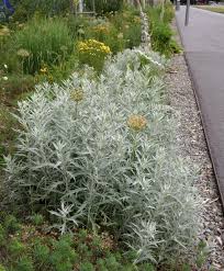 One of my favorite contrast plants. Artemisia Ludoviciana
